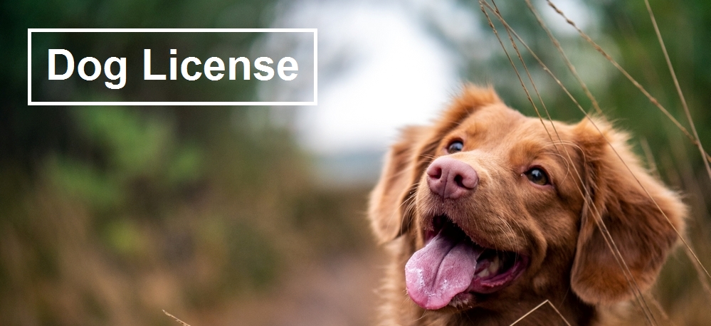 Dog_license.jpg